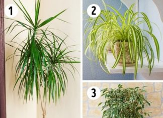 Bí quyết chọn cây trồng theo phòng